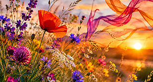 Eine wilde Blumenwiese mit wehenden Bändern und im Hintergrund die untergehende Sonne
